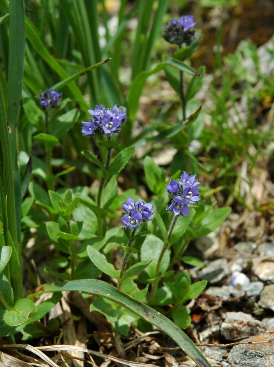 Veronica alpina / Veronica delle Alpi